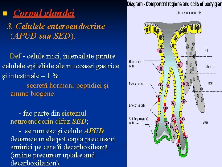 n Corpul glandei 3. Celulele enteroendocrine (APUD sau SED). Def - celule mici, intercalate