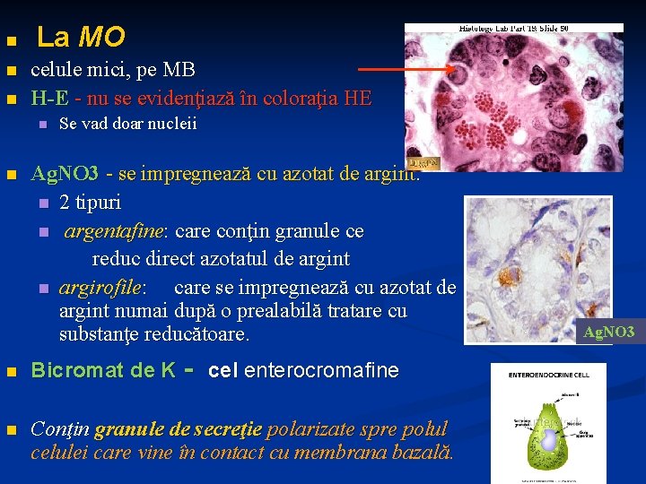 n n n La MO celule mici, pe MB H-E - nu se evidenţiază