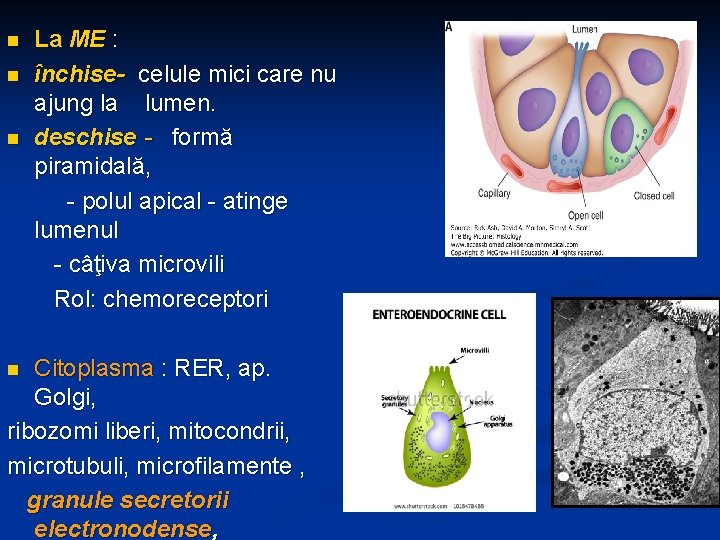 n n n La ME : închise- celule mici care nu ajung la lumen.