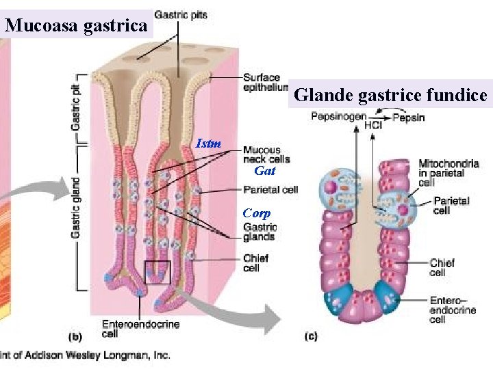 Mucoasa gastrica Glande gastrice fundice Istm Gat Corp 