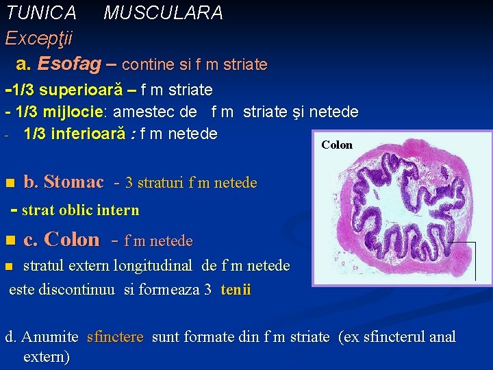TUNICA MUSCULARA Excepţii a. Esofag – contine si f m striate -1/3 superioară –