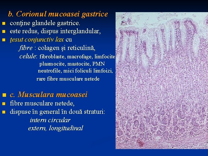 b. Corionul mucoasei gastrice n n n conţine glandele gastrice. este redus, dispus interglandular,