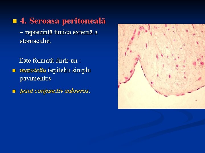 n 4. Seroasa peritoneală - reprezintă tunica externă a stomacului. n Este formată dintr-un