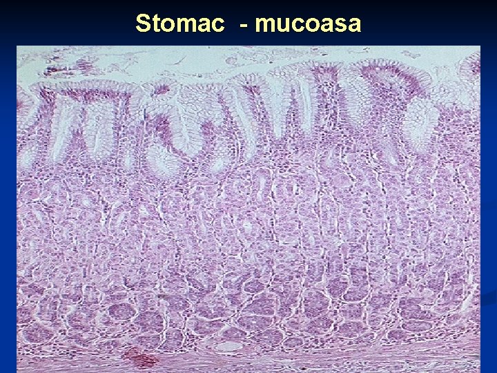 Stomac - mucoasa 