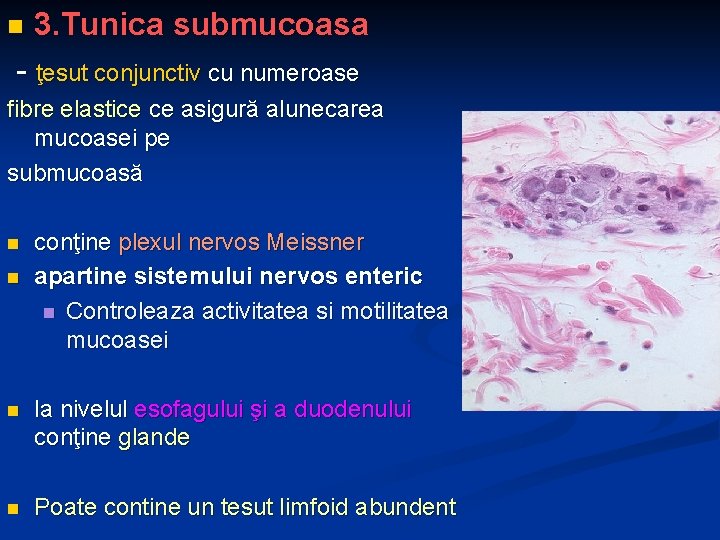 n 3. Tunica submucoasa - ţesut conjunctiv cu numeroase fibre elastice ce asigură alunecarea