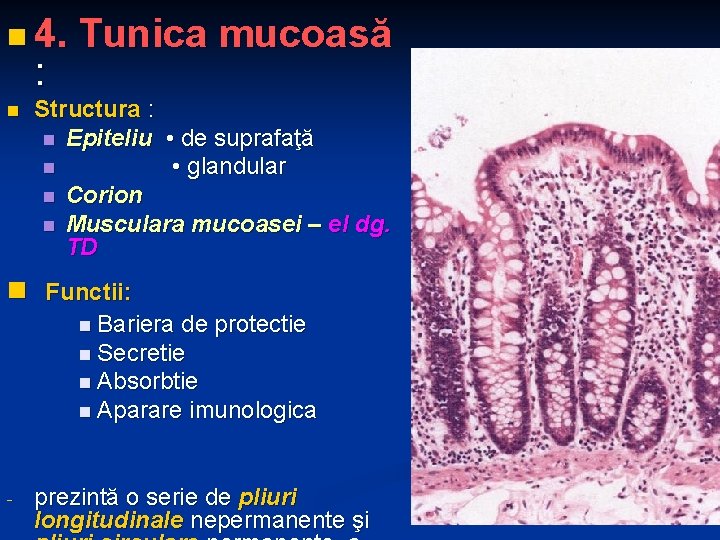 n 4. : n Tunica mucoasă Structura : n Epiteliu • de suprafaţă n