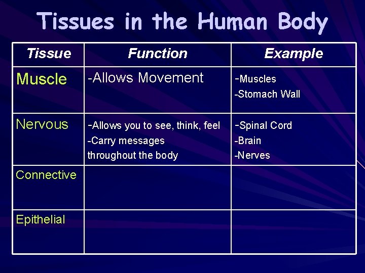 Tissues in the Human Body Tissue Muscle Function -Allows Movement Example -Muscles -Stomach Wall