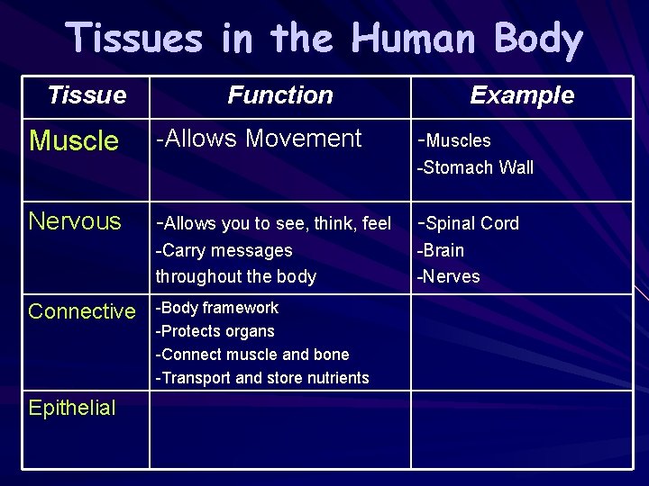Tissues in the Human Body Tissue Muscle Function -Allows Movement Example -Muscles -Stomach Wall