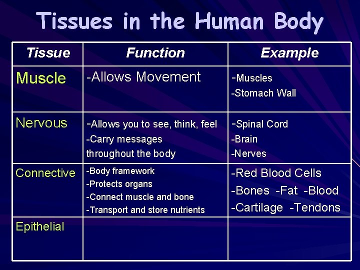 Tissues in the Human Body Tissue Muscle Function -Allows Movement Example -Muscles -Stomach Wall
