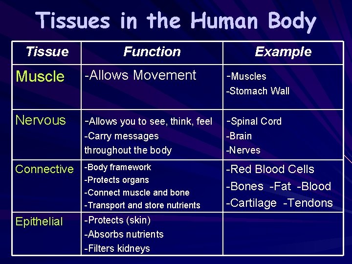 Tissues in the Human Body Tissue Muscle Function -Allows Movement Example -Muscles -Stomach Wall