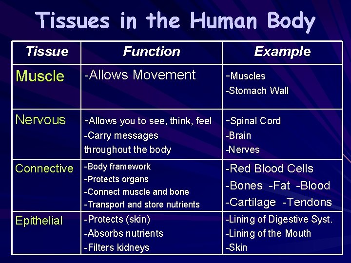 Tissues in the Human Body Tissue Muscle Function -Allows Movement Example -Muscles -Stomach Wall