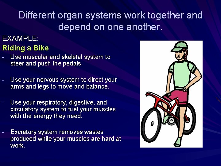 Different organ systems work together and depend on one another. EXAMPLE: Riding a Bike