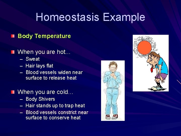 Homeostasis Example Body Temperature When you are hot… – Sweat – Hair lays flat
