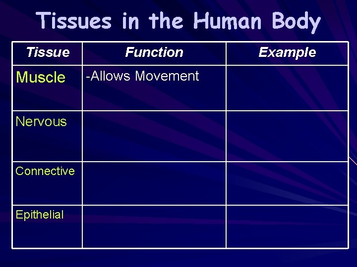 Tissues in the Human Body Tissue Muscle Nervous Connective Epithelial Function -Allows Movement Example
