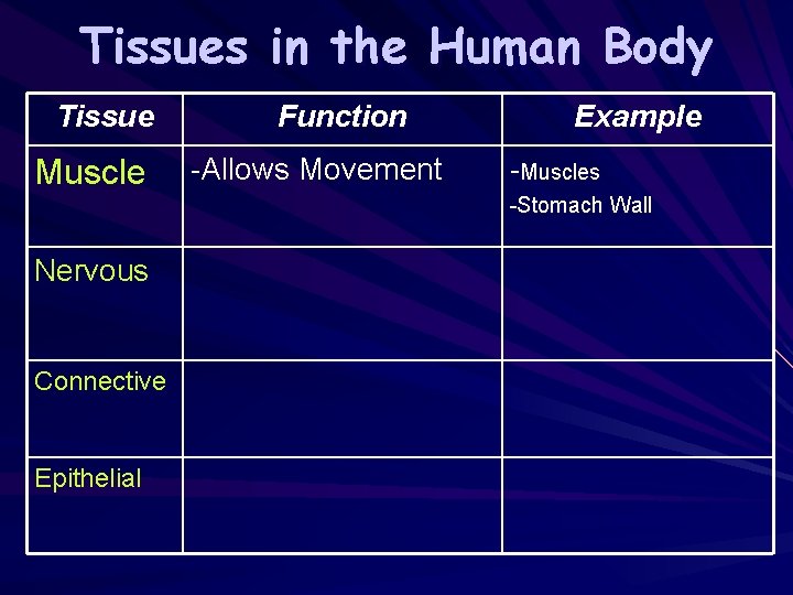 Tissues in the Human Body Tissue Muscle Function -Allows Movement Example -Muscles -Stomach Wall