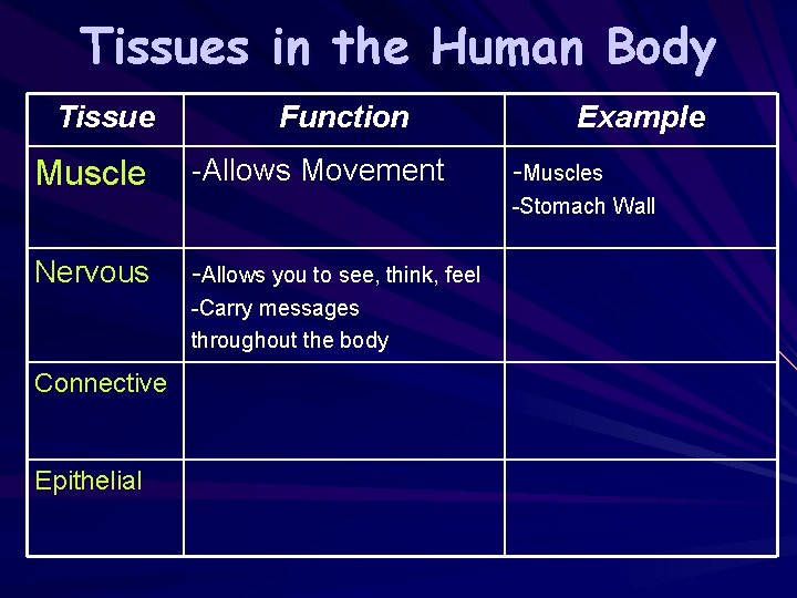 Tissues in the Human Body Tissue Muscle Function -Allows Movement Example -Muscles -Stomach Wall