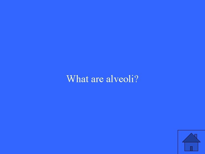 What are alveoli? 