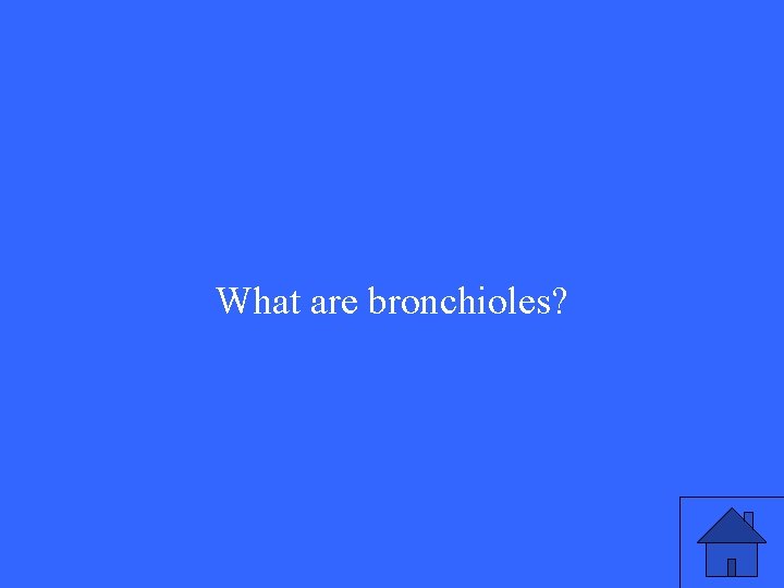What are bronchioles? 
