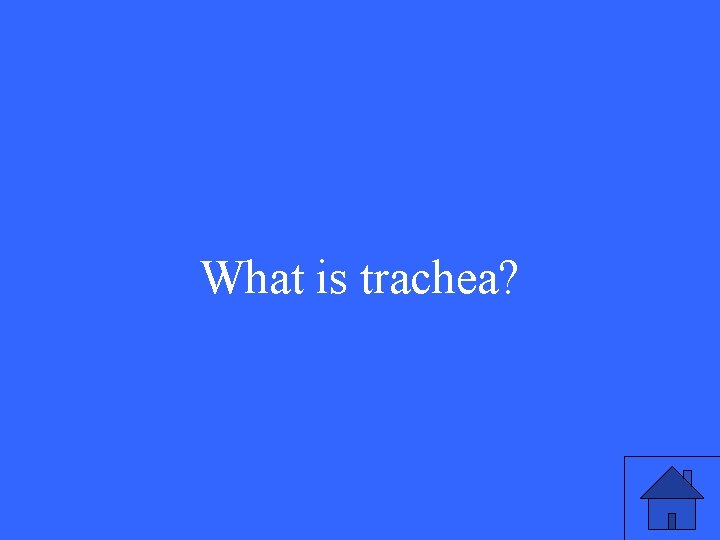 What is trachea? 