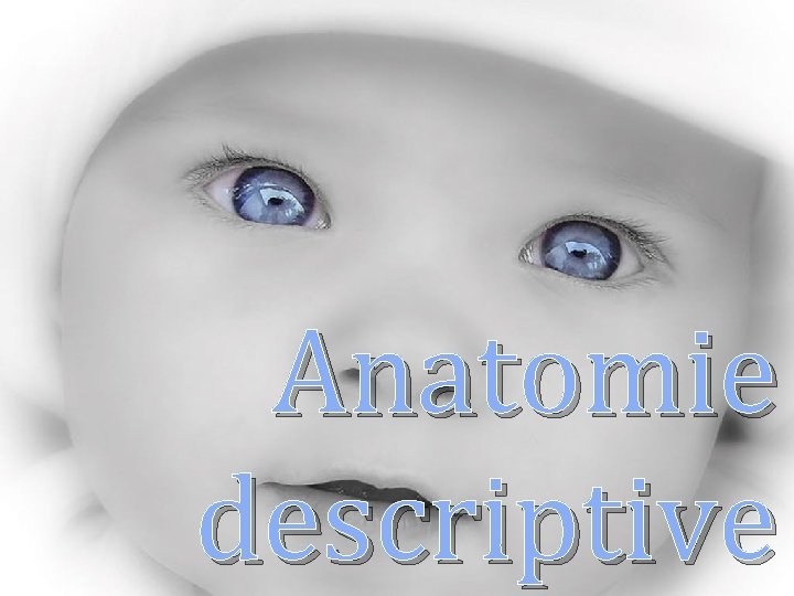 Anatomie descriptive 