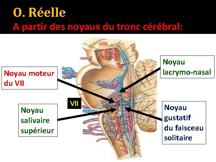 O. Réelle A partir des noyaux du tronc cérébral: Noyau lacrymo-nasal Noyau moteur du