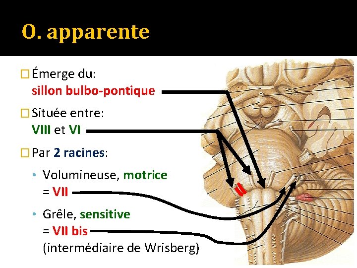 O. apparente � Émerge du: sillon bulbo-pontique � Située entre: VIII et VI �