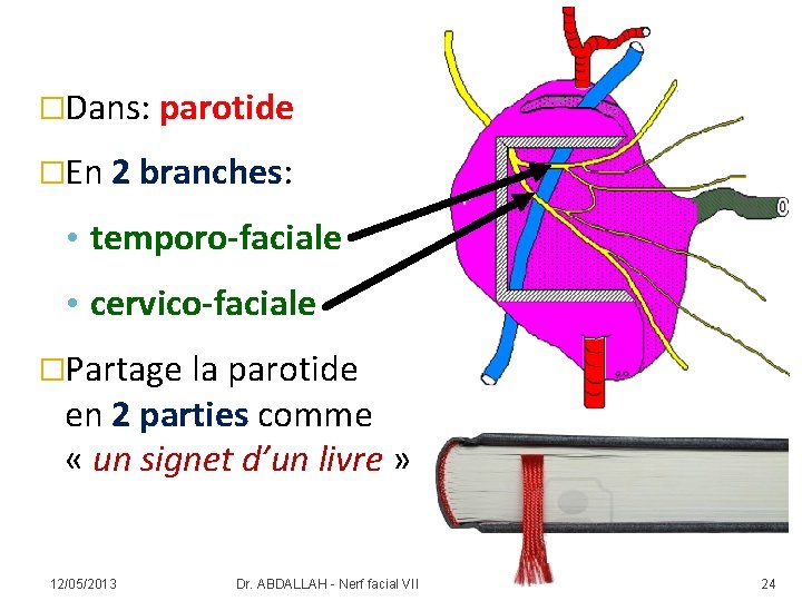 �Dans: parotide �En 2 branches: • temporo-faciale • cervico-faciale �Partage la parotide en 2