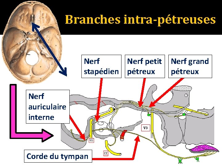 Branches intra-pétreuses Nerf petit stapédien pétreux Nerf auriculaire interne V 3 Corde du tympan