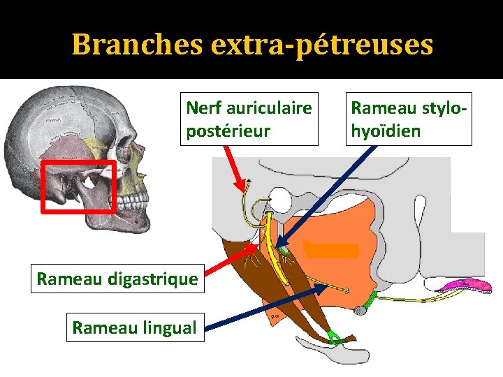 Branches extra-pétreuses Nerf auriculaire postérieur Rameau digastrique Rameau lingual Rameau stylohyoïdien 