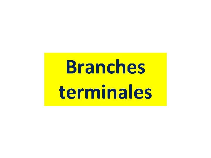 Branches terminales 