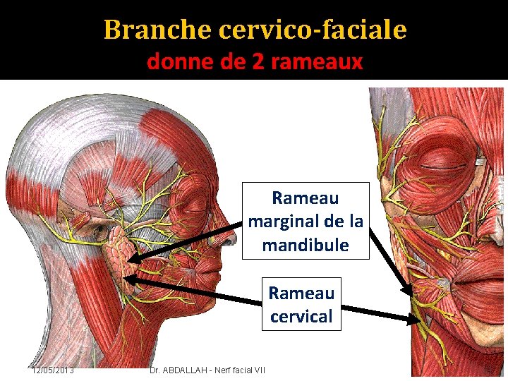 Branche cervico-faciale donne de 2 rameaux Rameau marginal de la mandibule Rameau cervical 12/05/2013