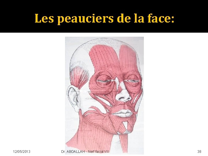 Les peauciers de la face: 12/05/2013 Dr. ABDALLAH - Nerf facial VII 38 