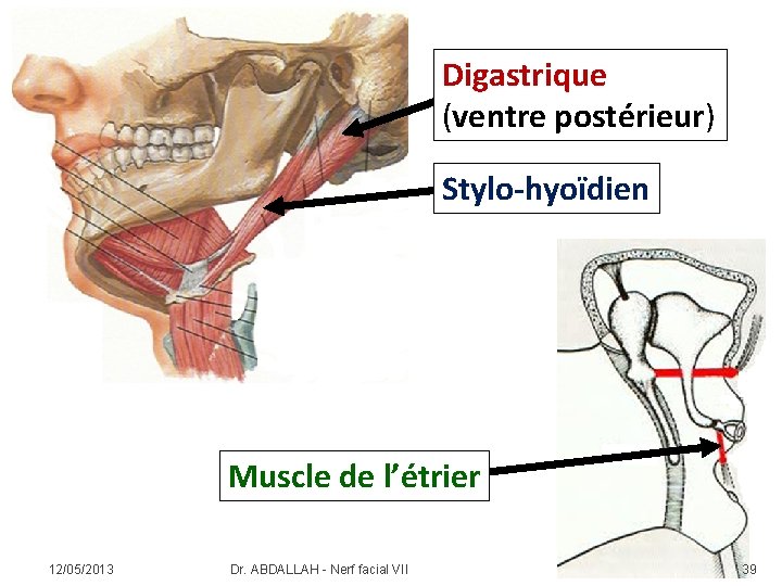 Digastrique (ventre postérieur) Stylo-hyoïdien Muscle de l’étrier 12/05/2013 Dr. ABDALLAH - Nerf facial VII