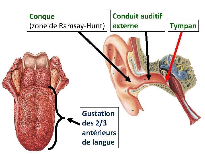 Conduit auditif Conque (zone de Ramsay-Hunt) externe Tympan Gustation des 2/3 antérieurs de langue