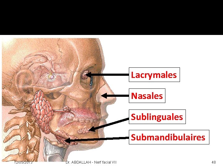 Lacrymales Nasales Sublinguales Submandibulaires 12/05/2013 Dr. ABDALLAH - Nerf facial VII 48 