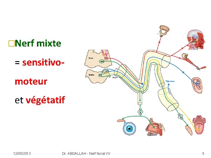 �Nerf mixte = sensitivomoteur et végétatif 12/05/2013 Dr. ABDALLAH - Nerf facial VII 5