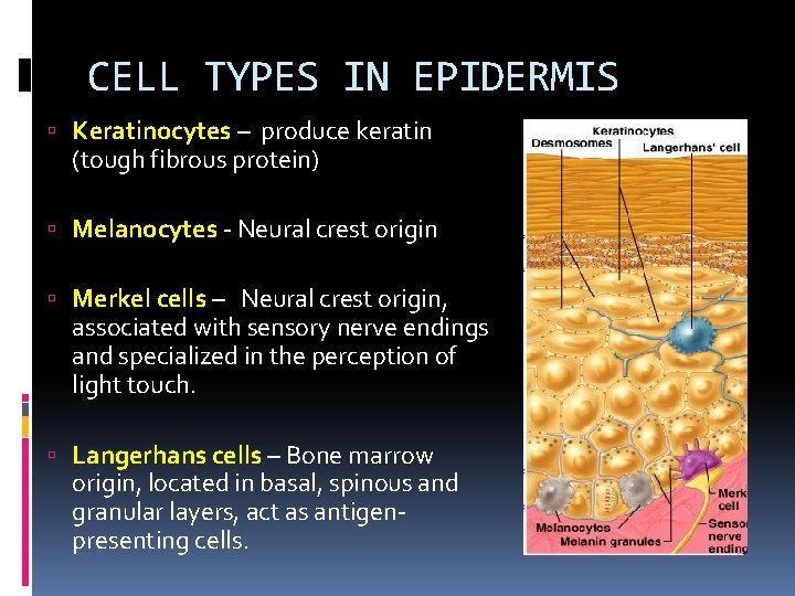 CELL TYPES IN EPIDERMIS Keratinocytes – produce keratin (tough fibrous protein) Melanocytes - Neural CELL TYPES IN EPIDERMIS Keratinocytes – produce keratin (tough fibrous protein) Melanocytes - Neural