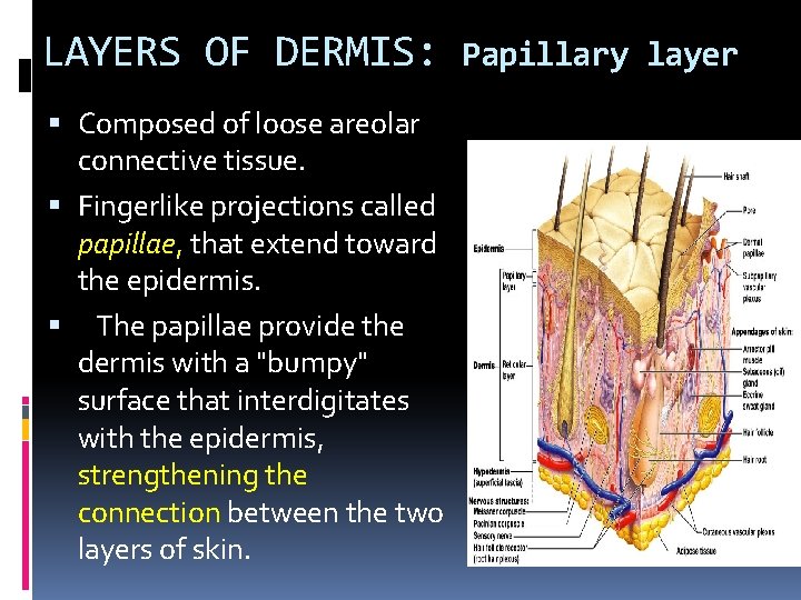 LAYERS OF DERMIS: Composed of loose areolar connective tissue. Fingerlike projections called papillae, that LAYERS OF DERMIS: Composed of loose areolar connective tissue. Fingerlike projections called papillae, that