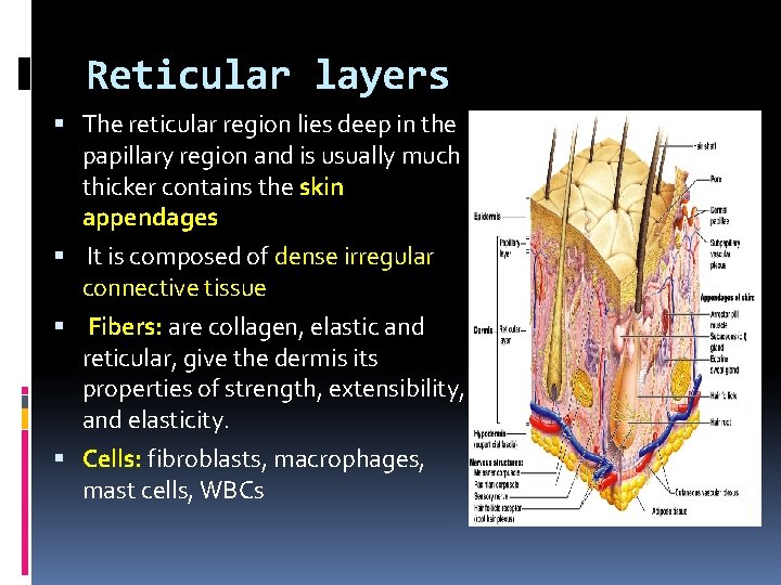 Reticular layers The reticular region lies deep in the papillary region and is usually