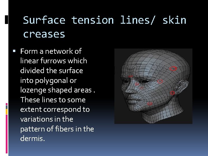 Surface tension lines/ skin creases Form a network of linear furrows which divided the