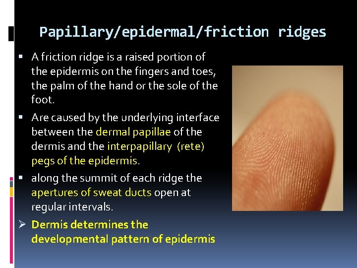Papillary/epidermal/friction ridges A friction ridge is a raised portion of the epidermis on the