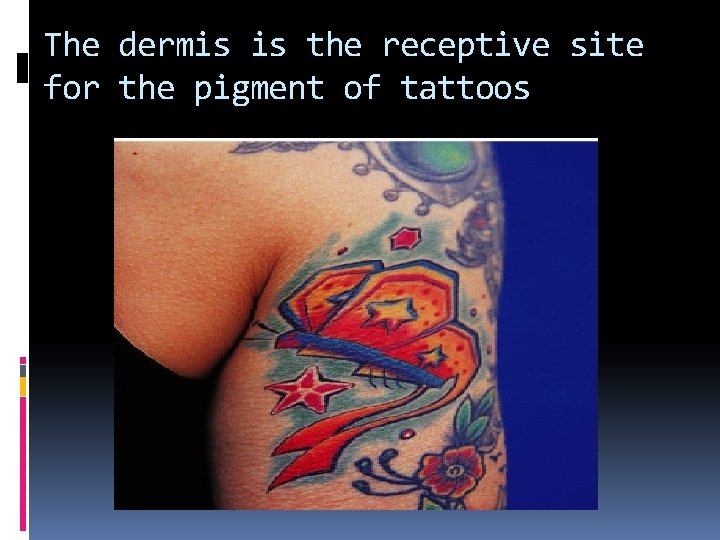 The dermis is the receptive site for the pigment of tattoos The dermis is the receptive site for the pigment of tattoos