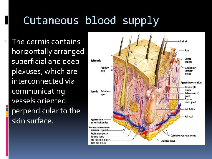 Cutaneous blood supply The dermis contains horizontally arranged superficial and deep plexuses, which are