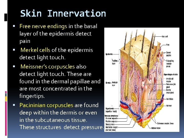 Skin Innervation Free nerve endings in the basal layer of the epidermis detect pain