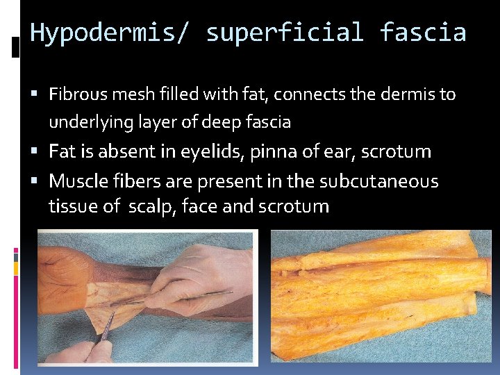 Hypodermis/ superficial fascia Fibrous mesh filled with fat, connects the dermis to underlying layer Hypodermis/ superficial fascia Fibrous mesh filled with fat, connects the dermis to underlying layer