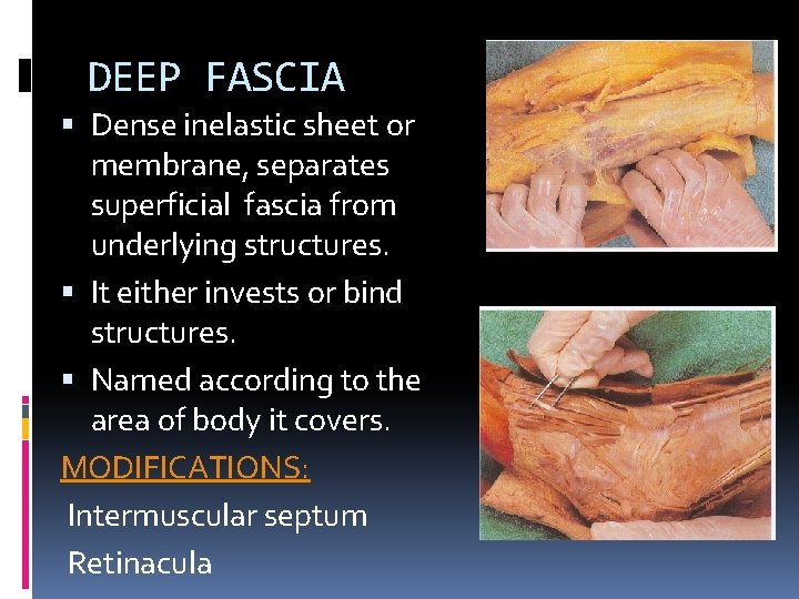 DEEP FASCIA Dense inelastic sheet or membrane, separates superficial fascia from underlying structures. It