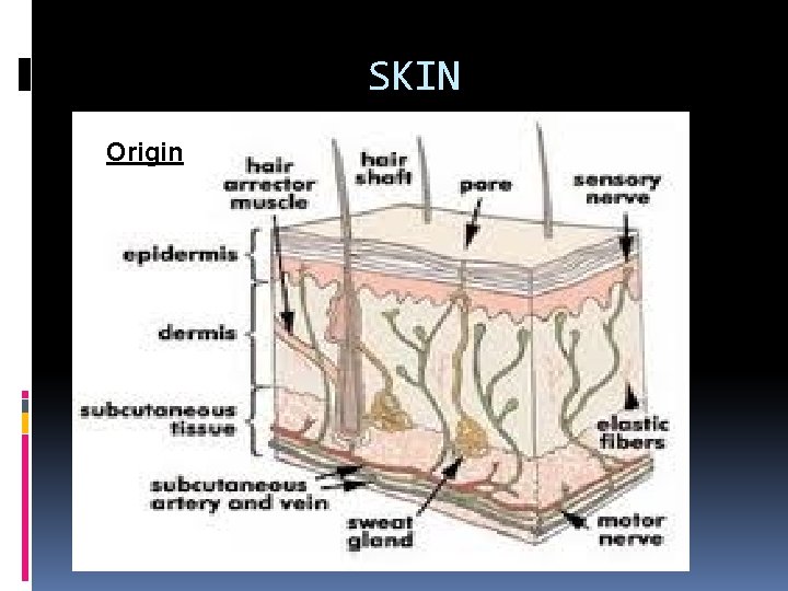 SKIN Origin 