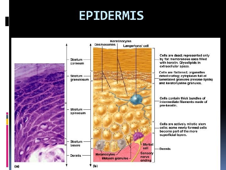 EPIDERMIS 