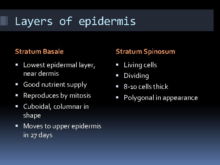 Layers of epidermis Stratum Basale Stratum Spinosum Lowest epidermal layer, near dermis Living cells Layers of epidermis Stratum Basale Stratum Spinosum Lowest epidermal layer, near dermis Living cells