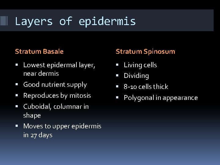 Layers of epidermis Stratum Basale Stratum Spinosum Lowest epidermal layer, near dermis Living cells